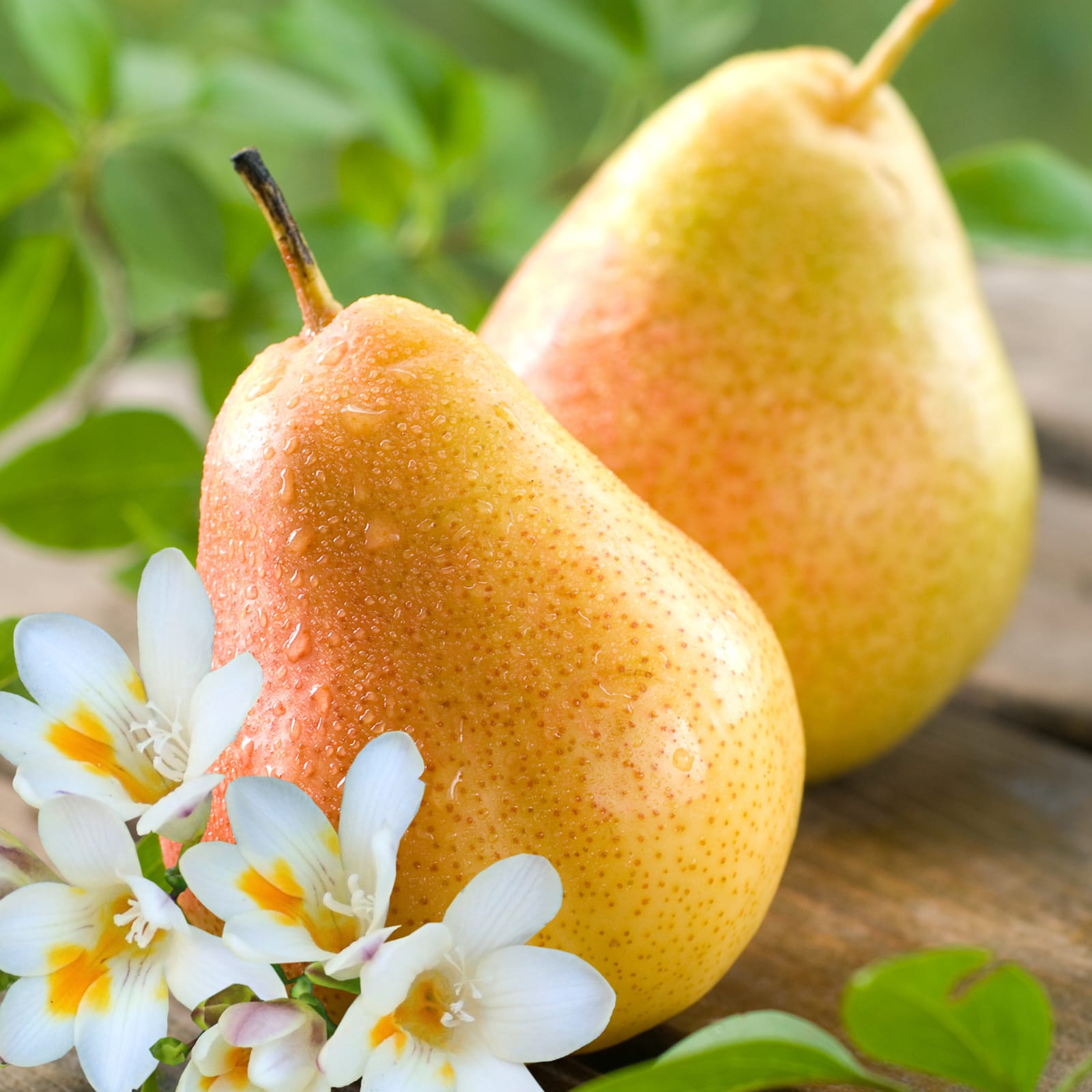 English Pear & Freesia